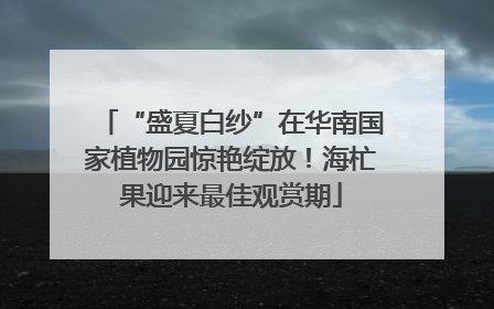 “盛夏白纱”在华南国家植物园惊艳绽放！海杧果迎来最佳观赏期