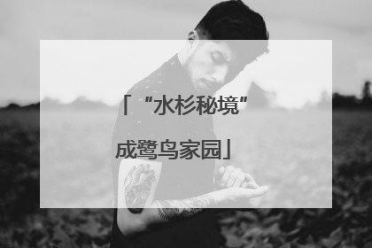 “水杉秘境”成鹭鸟家园