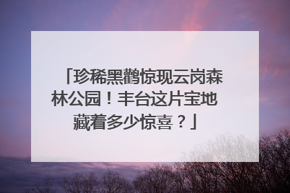 珍稀黑鹳惊现云岗森林公园！丰台这片宝地藏着多少惊喜？