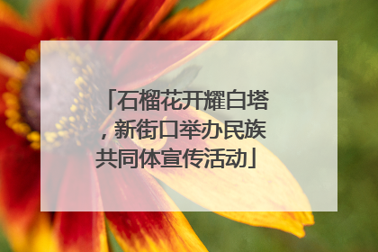 石榴花开耀白塔，新街口举办民族共同体宣传活动
