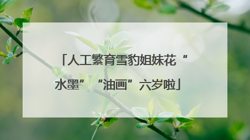 人工繁育雪豹姐妹花“水墨”“油画”六岁啦