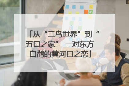 从“二鸟世界”到“五口之家” 一对东方白鹳的黄河口之恋