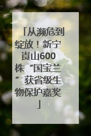 从濒危到绽放！新宁崀山600株“国宝兰”获省级生物保护嘉奖