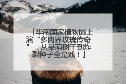 华南国家植物园上演“多肉界玫瑰传奇”，从呆萌树干到炸裂种子全是戏！