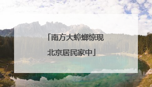 南方大蟑螂惊现北京居民家中