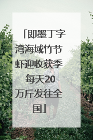 即墨丁字湾海域竹节虾迎收获季 每天20万斤发往全国
