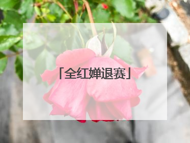 全红婵退赛