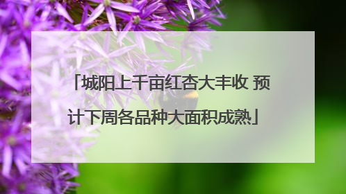 城阳上千亩红杏大丰收 预计下周各品种大面积成熟