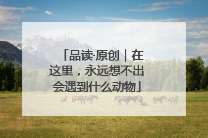 品读·原创｜在这里，永远想不出会遇到什么动物