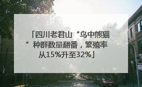 四川老君山“鸟中熊猫”种群数量翻番，繁殖率从15%升至32%