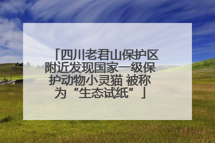 四川老君山保护区附近发现国家一级保护动物小灵猫 被称为“生态试纸”