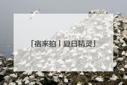 宿来拍丨夏日精灵
