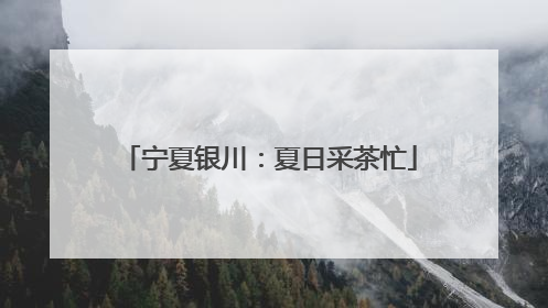 宁夏银川：夏日采茶忙