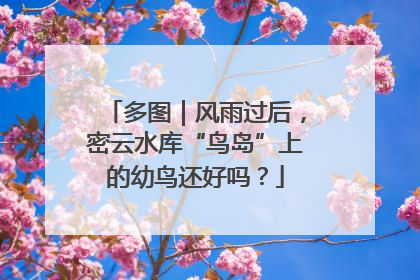 多图｜风雨过后，密云水库“鸟岛”上的幼鸟还好吗？