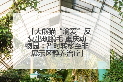 大熊猫“渝爱”反复出现脱毛 重庆动物园：暂时转移至非展示区静养治疗