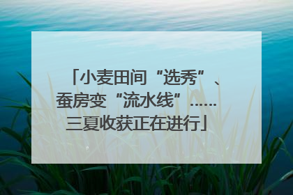 小麦田间“选秀”、蚕房变“流水线”……三夏收获正在进行