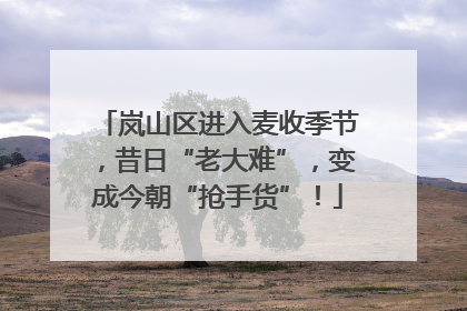 岚山区进入麦收季节，昔日“老大难”，变成今朝“抢手货”！