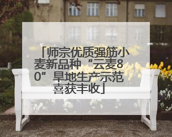 师宗优质强筋小麦新品种“云麦80”旱地生产示范喜获丰收