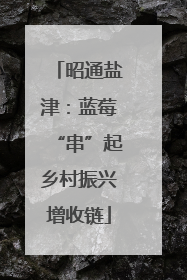昭通盐津：蓝莓“串”起乡村振兴增收链