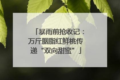 暴雨前抢收记：万斤胭脂红鲜桃传递“双向甜蜜”