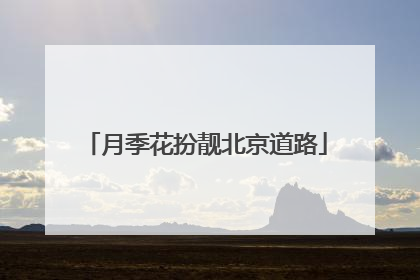 月季花扮靓北京道路