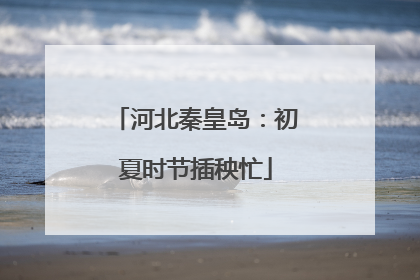 河北秦皇岛：初夏时节插秧忙