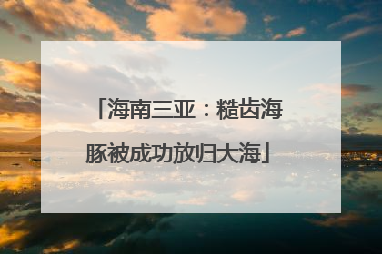 海南三亚：糙齿海豚被成功放归大海