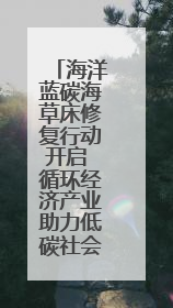 海洋蓝碳海草床修复行动开启 循环经济产业助力低碳社会建设丨新经济观察