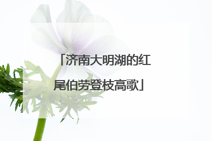 济南大明湖的红尾伯劳登枝高歌