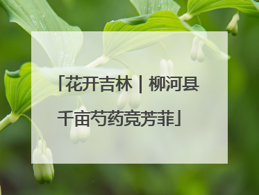 花开吉林｜柳河县千亩芍药竞芳菲