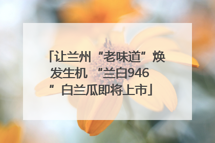 让兰州“老味道”焕发生机 “兰白946”白兰瓜即将上市