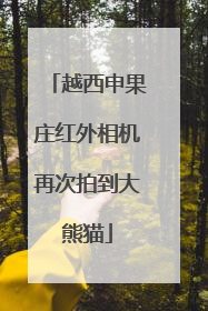 越西申果庄红外相机再次拍到大熊猫