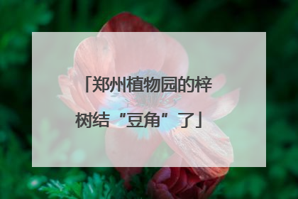 郑州植物园的梓树结“豆角”了