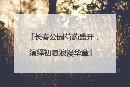 长春公园芍药盛开，演绎初夏浪漫华章