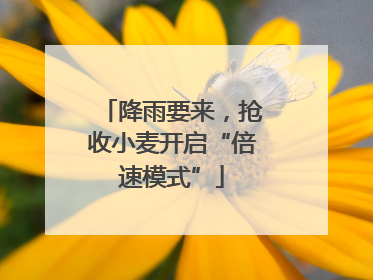 降雨要来，抢收小麦开启“倍速模式”