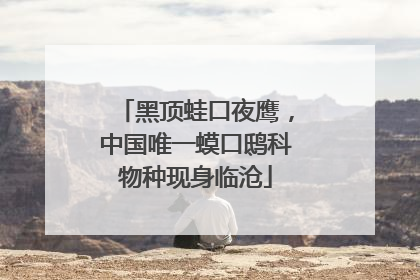 黑顶蛙口夜鹰，中国唯一蟆口鸱科物种现身临沧