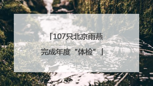 107只北京雨燕完成年度“体检”